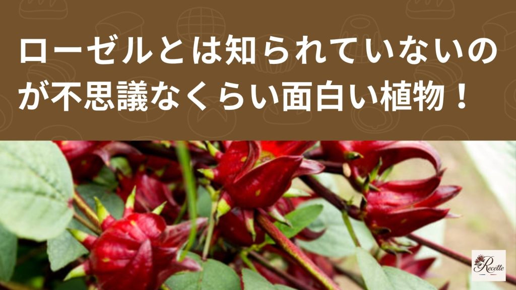 さいごに｜ローゼルとは地味に知られていないのが不思議なくらい面白い植物だった！